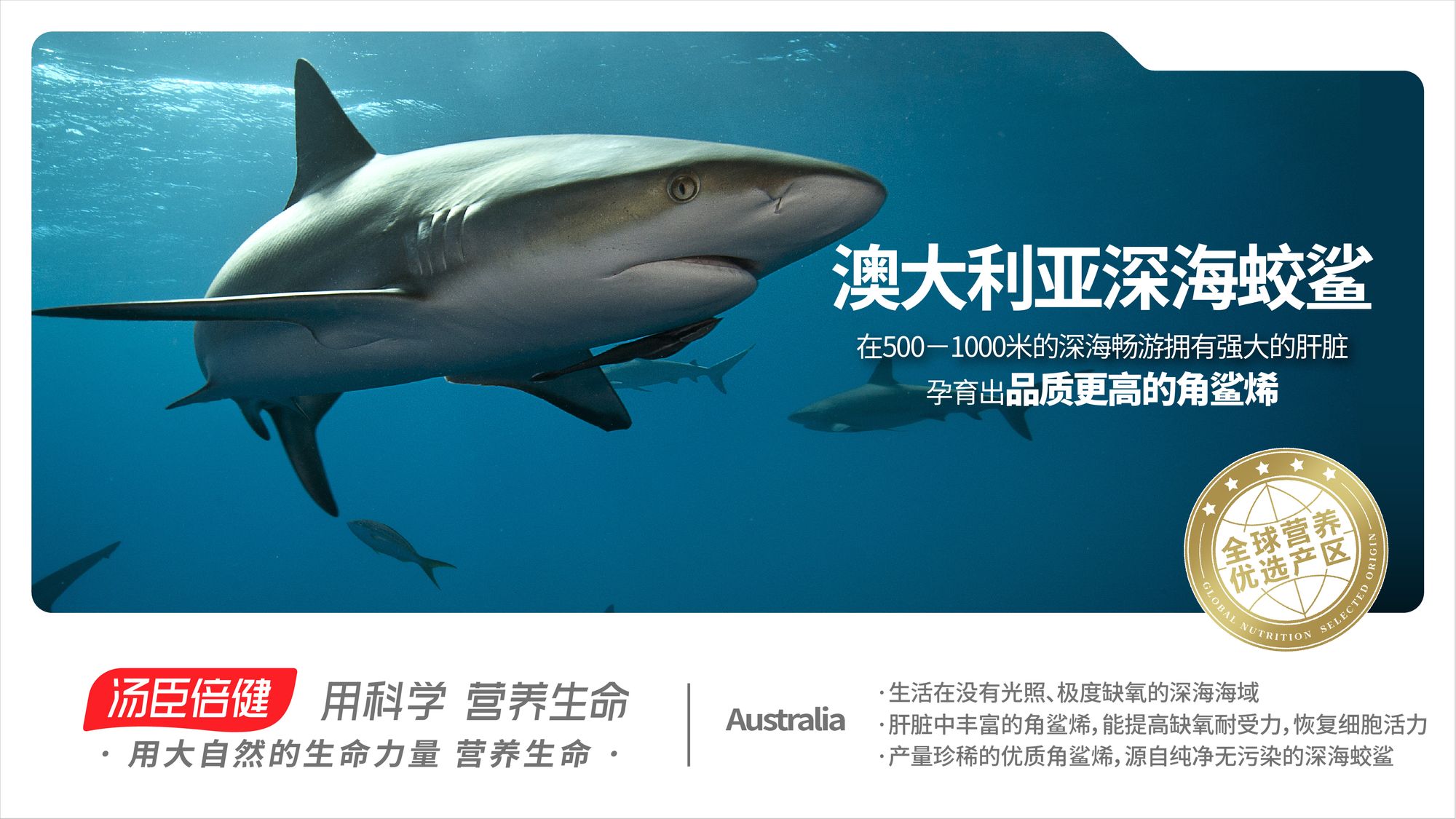 澳大利亚 深海蛟鲨