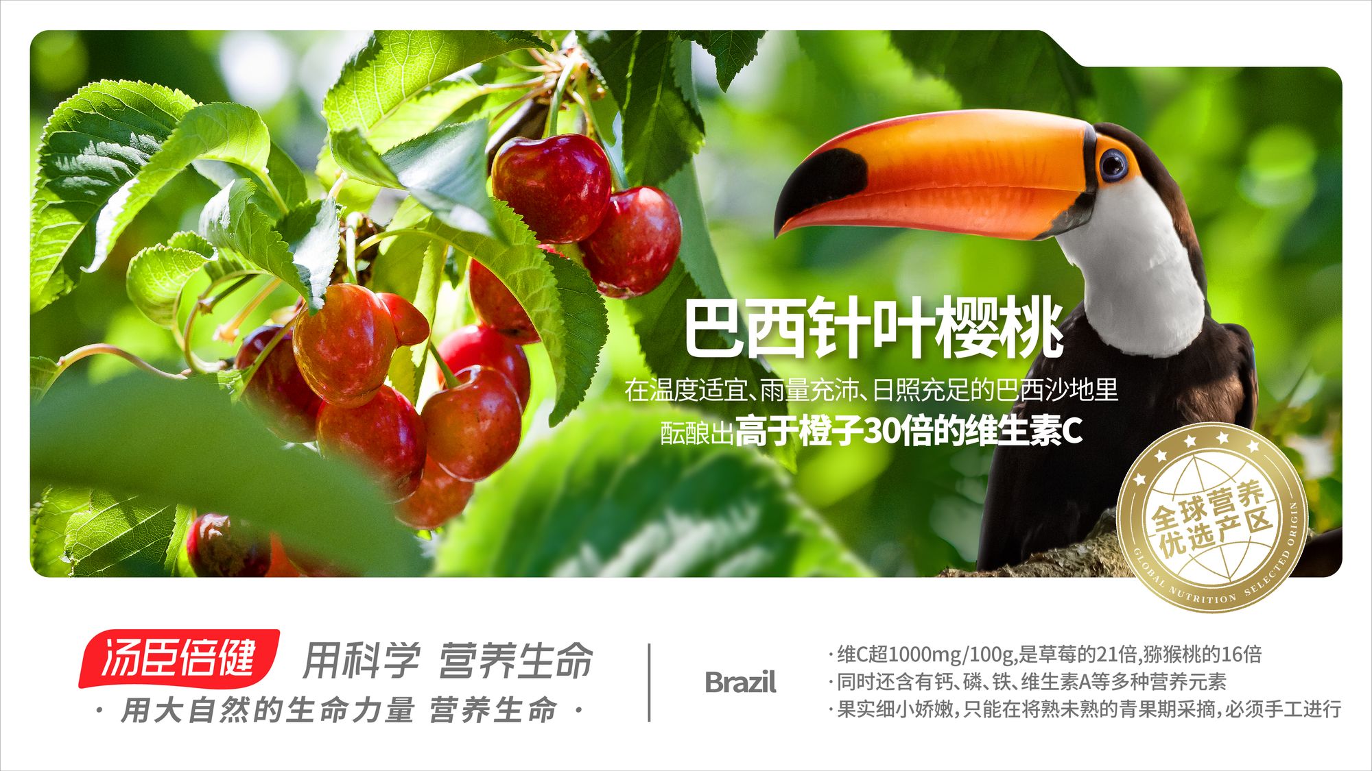 巴西 针叶樱桃